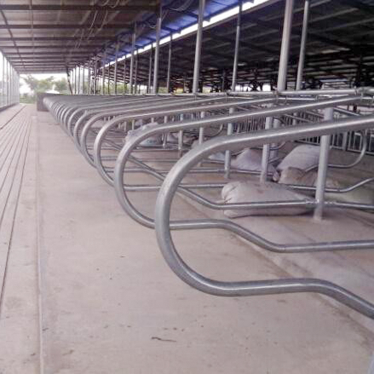 新型牛限位栏两栏布局牛羊屠宰设备厂